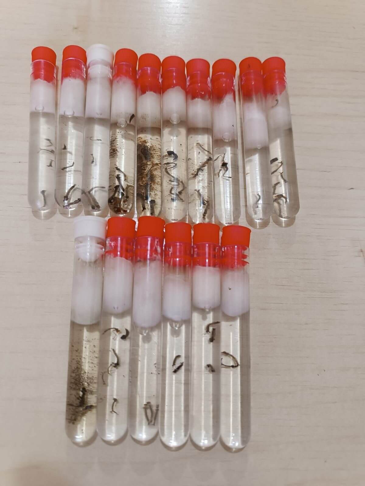 CASOS DE DENGUE
