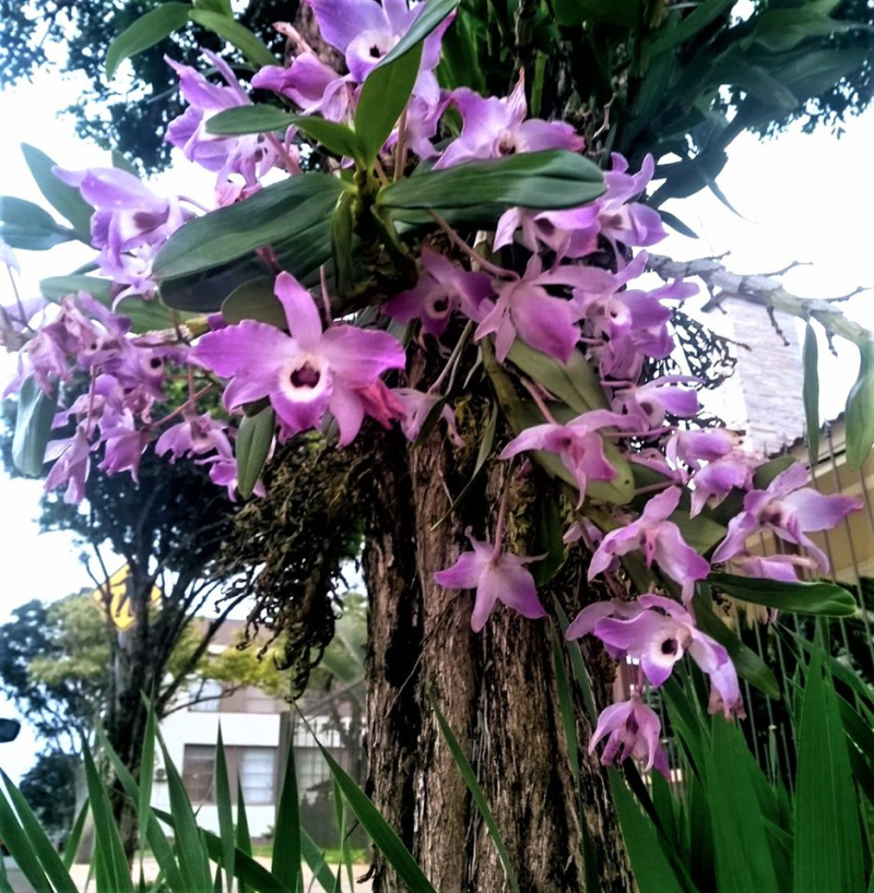 ORQUÍDEAS EMBELEZAM ESPAÇOS PÚBLICOS