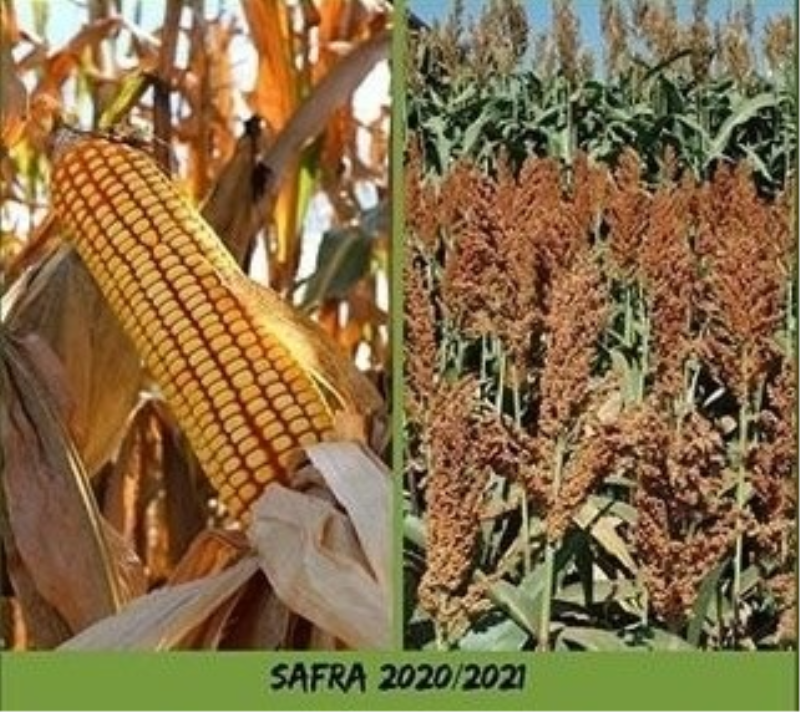TROCA MILHO/SORGO SAFRA