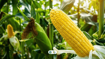 <p>Troca-Troca Milho/Sorgo Safra 2024/2025&nbsp;</p>