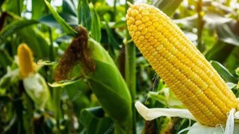🌽 𝗔𝗧𝗘𝗡𝗖̧𝗔̃𝗢 𝗣𝗥𝗢𝗗𝗨𝗧𝗢𝗥𝗘𝗦: 𝗦𝗘𝗠𝗘𝗡𝗧𝗘 𝗗𝗘 𝗠𝗜𝗟𝗛𝗢 𝟭𝟬𝟬% 𝗦𝗨𝗕𝗦𝗜𝗗𝗜𝗔𝗗𝗔&nbsp;