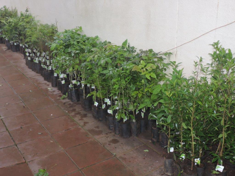 Lançada mais uma campanha Plante Árvores Nobres