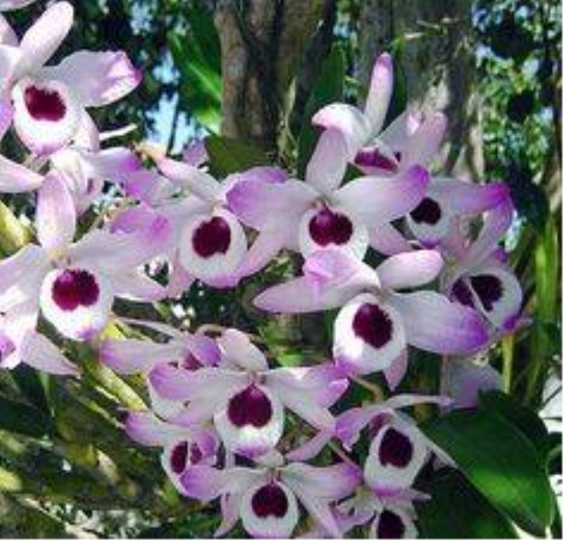 FLOR SÍMBOLO
