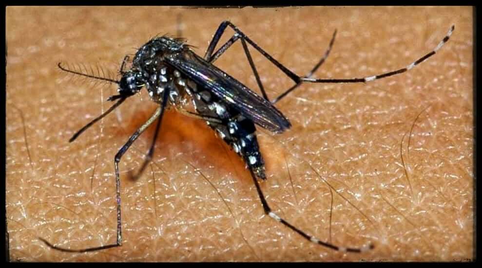 MOSQUITO DE DENGUE