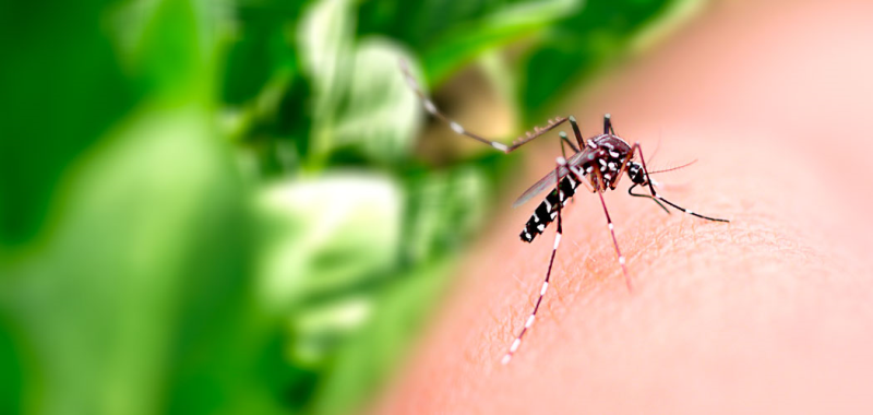 MOSQUITO AEDES AEGYPTI