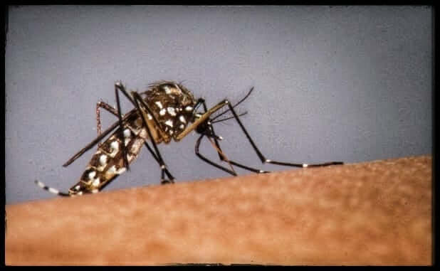 ALERTA MÁXIMO CONTRA A DENGUE
