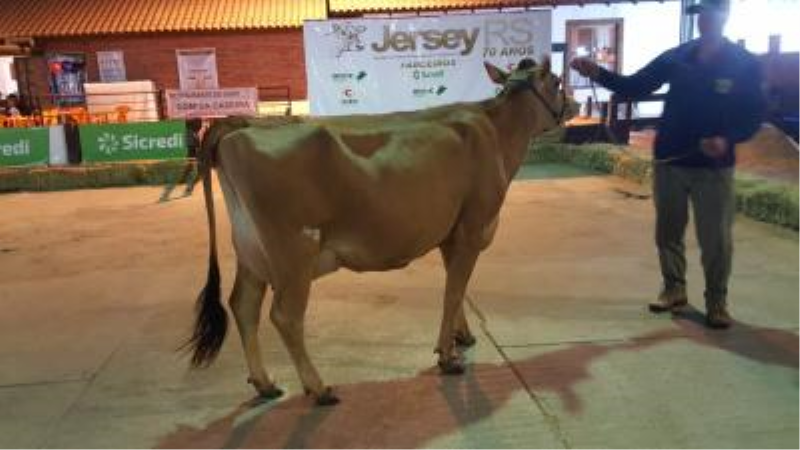 Concurso Leiteiro Expointer