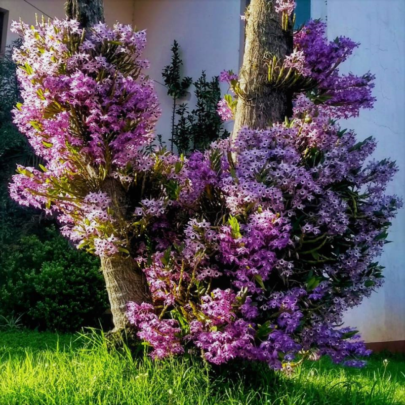 ORQUÍDEAS EMBELEZARAM JARDINS E RUAS