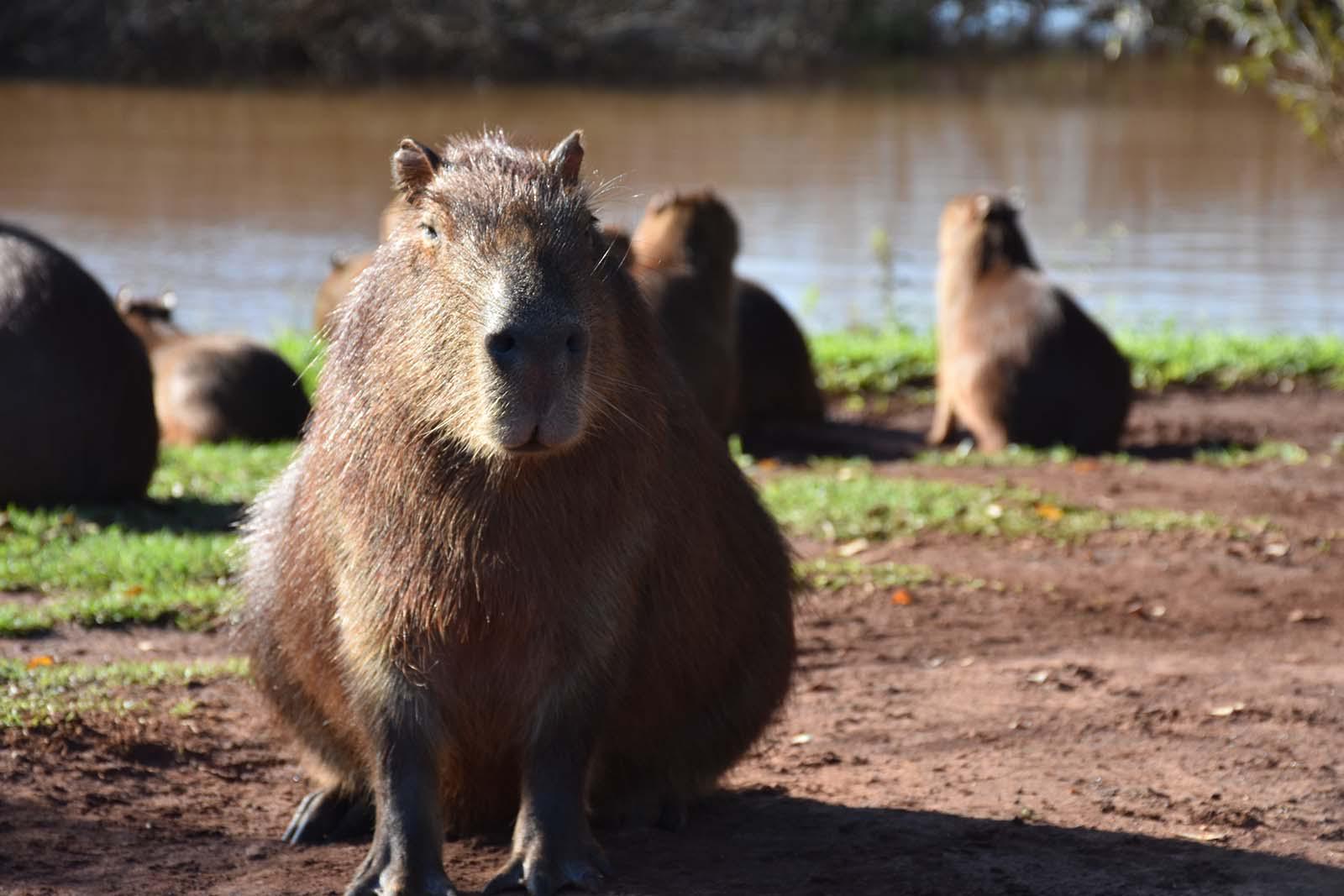 Sítio Amigos da Natureza