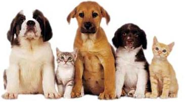 ASSOCIAÇÃO MUNICIPAL DOS PROTETORES DOS ANIMAIS