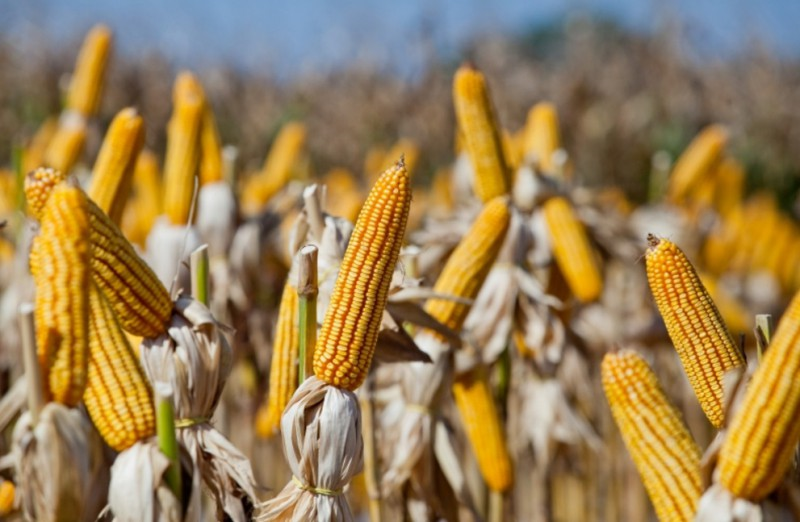 TROCA-TROCA SEMENTES DE MILHO: PREFEITURA RESTITUIRÁ BENEFICIADOS