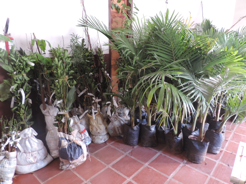 Secretaria da Agricultura realiza entrega de mudas frutíferas