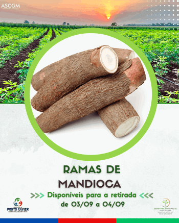 <p>RETIRADA DE RAMAS DE MANDIOCA</p>