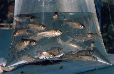 Secretaria da Agricultura realiza encomenda de Alevinos 