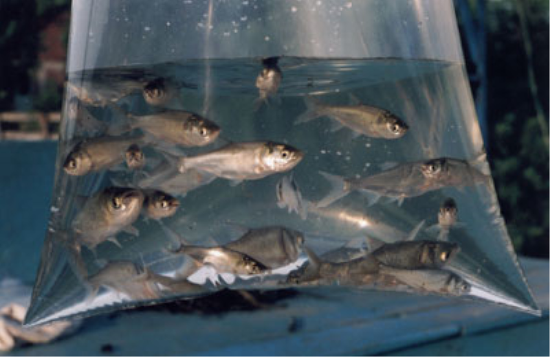 SECRETARIA REALIZA ENCOMENDA DE ALEVINOS