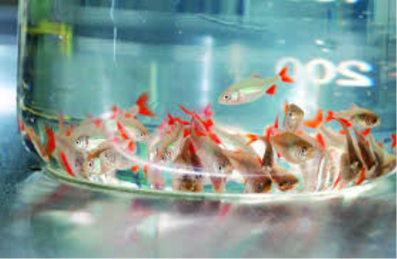 RESERVAS DE ALEVINOS 2017