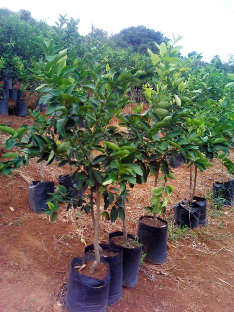 Secretaria da Agricultura realiza encomenda de frutíferas