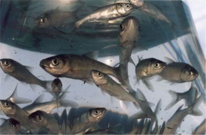 ENCOMENDA DE ALEVINOS