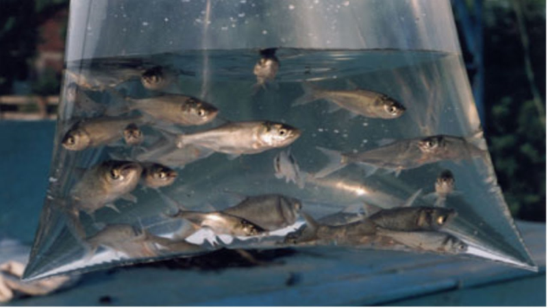 ENCOMENDA DE ALEVINOS