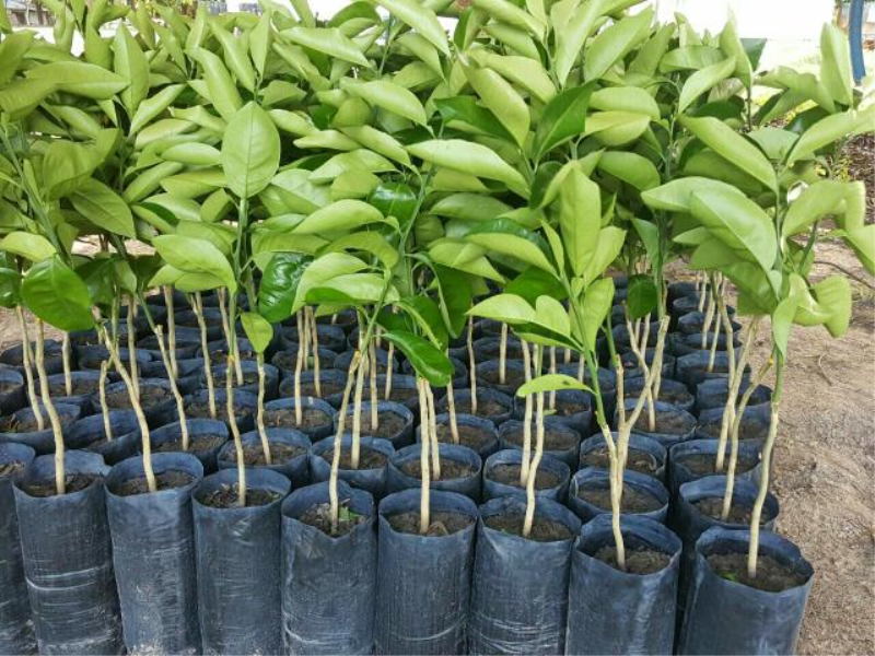 ENTREGA DE MUDAS DE ÁRVORES FRUTÍFERAS