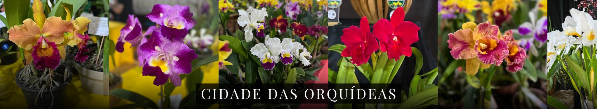 PREFEITURA MUNICIPAL DE SÃO PAULO DAS MISSÕES