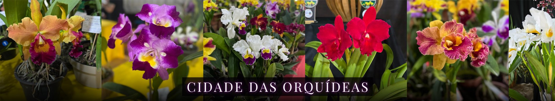 PREFEITURA MUNICIPAL DE SÃO PAULO DAS MISSÕES