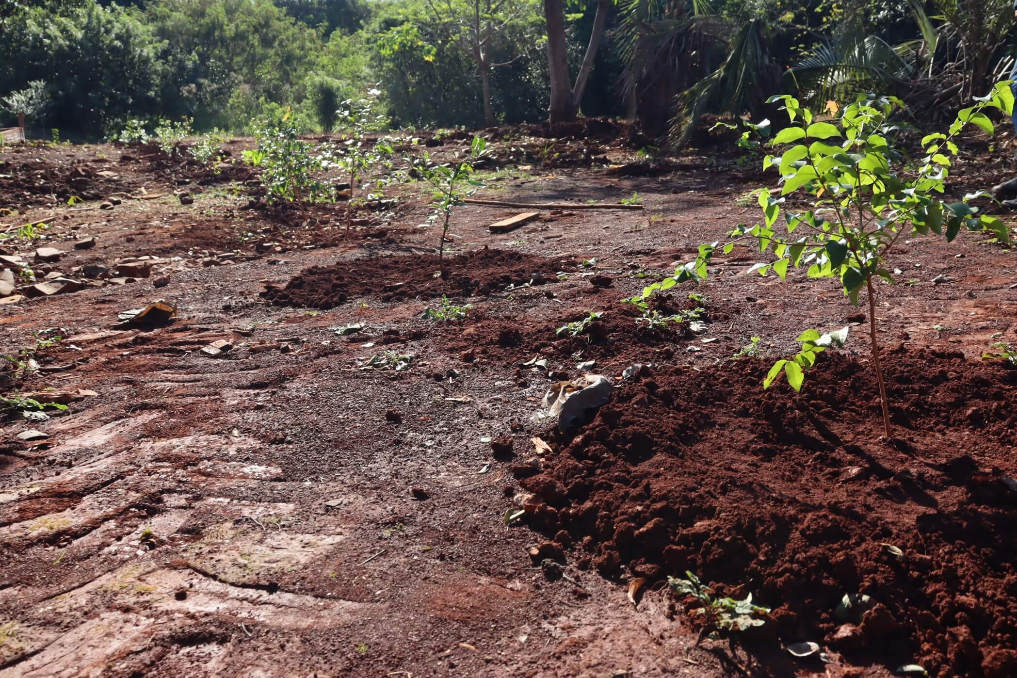 <p>NA SEMANA DO MEIO AMBIENTE &Aacute;RVORES NATIVAS DE REFLORESTAMENTO EST&Atilde;O SENDO PLANTADAS</p>