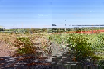 <p>FALTA DE LIMPEZA DOS TERRENOS BALDIOS PODE ATRAIR ANIMAIS E INSETOS PE&Ccedil;ONHENTOS</p>