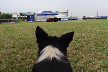 <p>APRESENTA&Ccedil;&Atilde;O DE C&Atilde;ES DE PASTOREIO ENCANTA P&Uacute;BLICO NA EXPOFEIRA 2025</p>