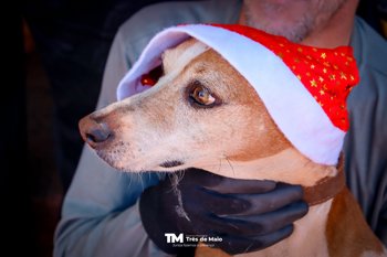 Tr&ecirc;s de Maio conquista R$ 50 mil para fortalecer programa de castra&ccedil;&atilde;o e identifica&ccedil;&atilde;o de c&atilde;es e gatos