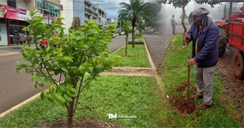 Tr&ecirc;s de Maio floresce com o plantio de cerejeiras japonesas