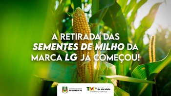 Produtores j&aacute; podem retirar sementes de milho da marca LG do programa estadual