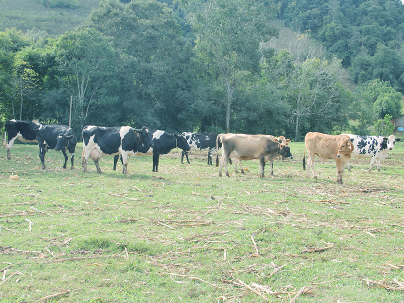 VACINAÇÃO CONTRA FEBRE AFTOSA INICIA EM MAIO