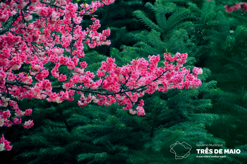 Cerejeiras enfeitam inverno de Três de Maio