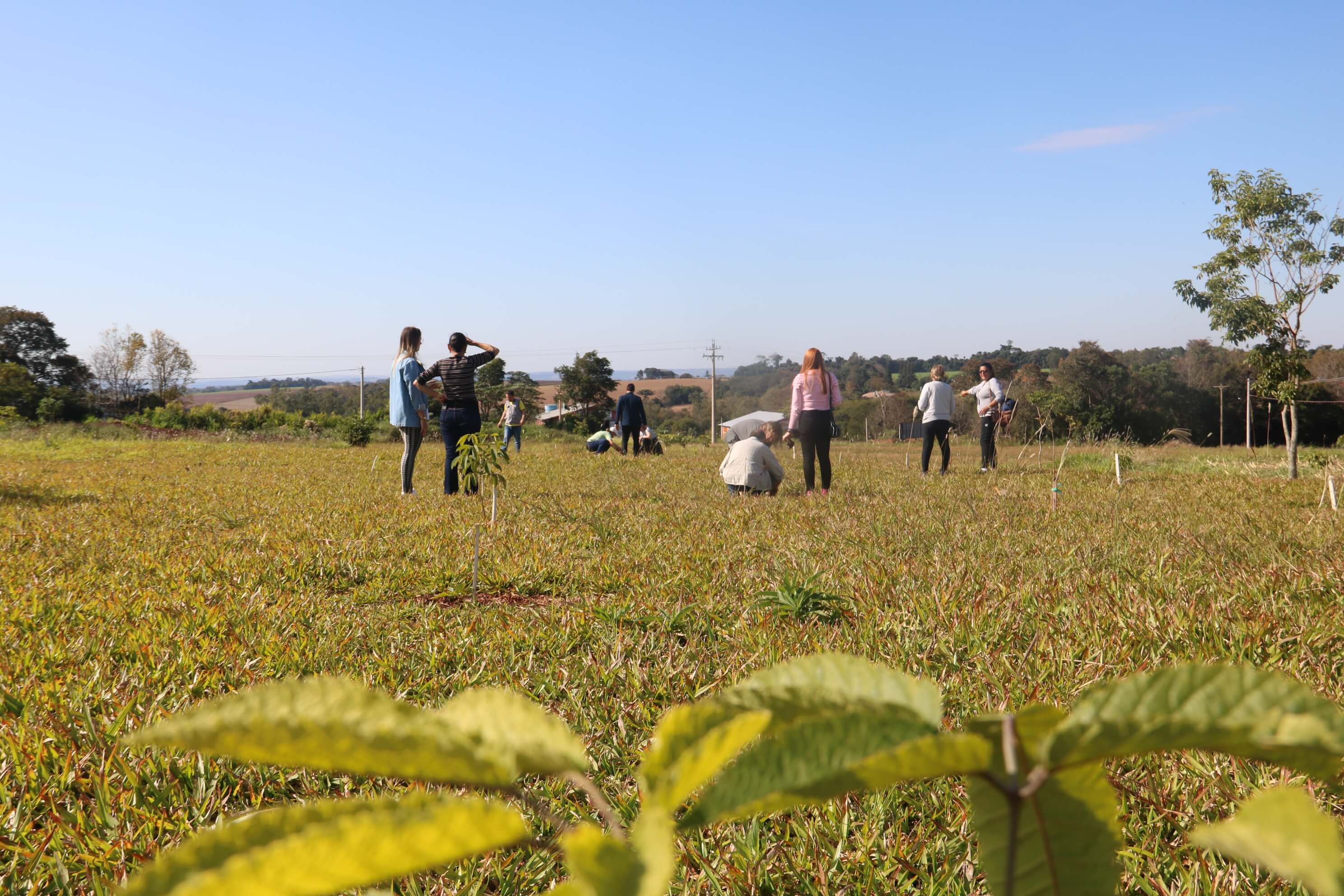 NOVAS MUDAS DE IPÊ SÃO PLANTADAS NO MEMORIAL SAÚDE