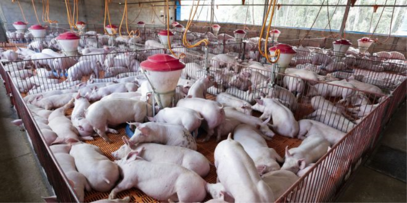 Prefeitura realiza palestra sobre suinocultura