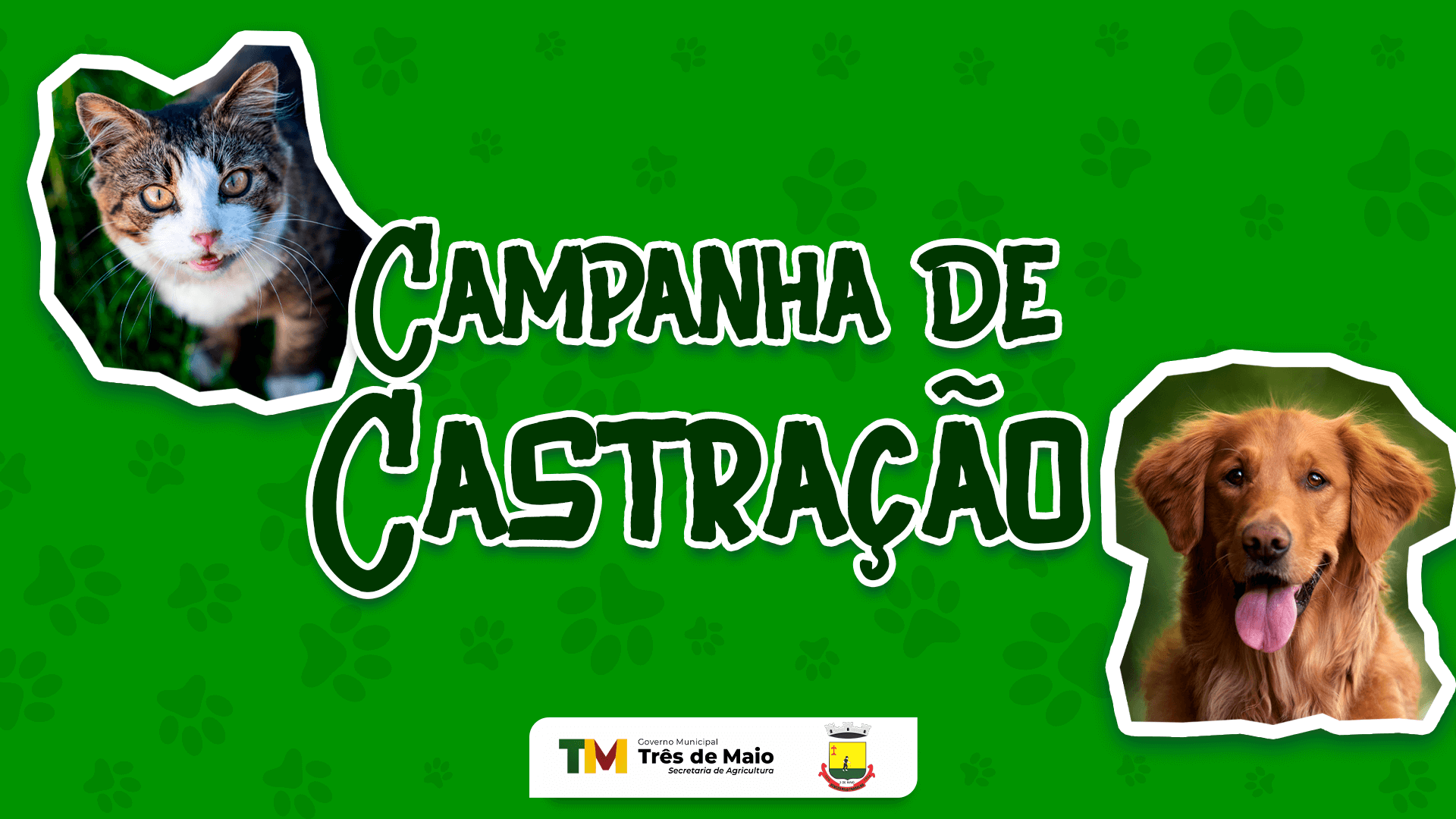 CADASTRO PARA CASTRAÇÃO DE GATAS E CACHORRAS OCORRE NESTA SEMANA