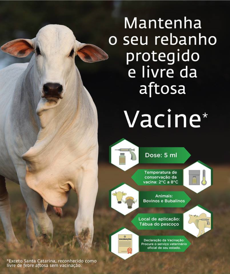 PRAZO PARA VACINAÇÃO CONTRA FEBRE AFTOSA FOI PRORROGADO