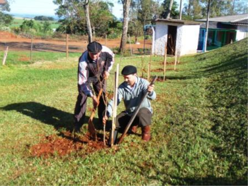 Reflorestamento em benefício do município