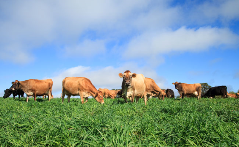 AÇÕES REALIZADAS NA SECRETARIA DE AGRICULTURA E MEIO AMBIENTE 