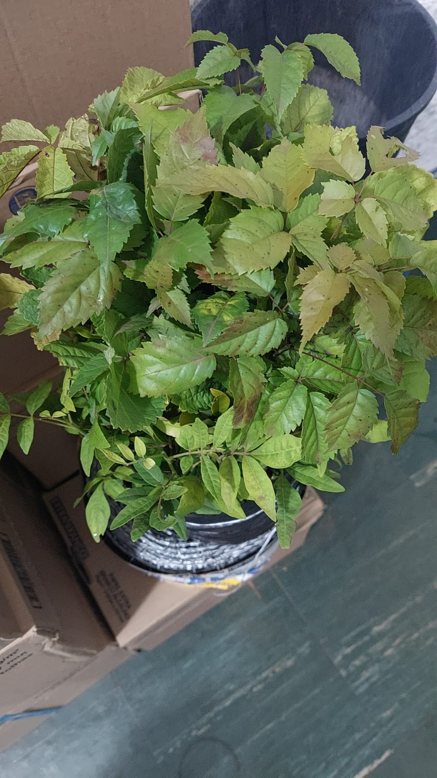 Campanha de distribuição de mudas nativas da Secretaria de Agricultura e Meio Ambiente