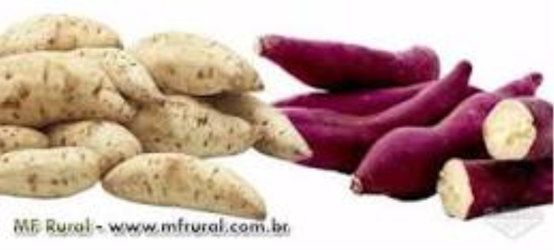 CONHEÇA AS VARIEDADES DE BATATA-DOCE LANÇADAS PELA EMBRAPA