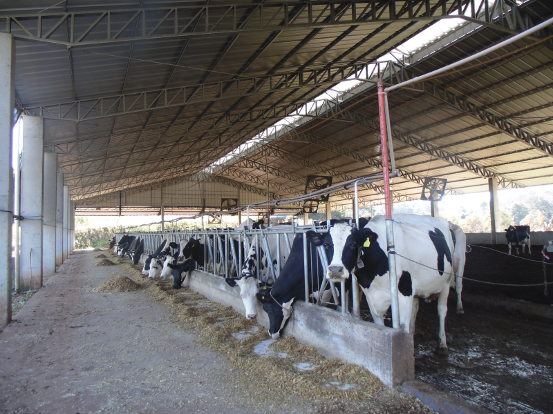 HOMENAGEM AO COLONO E AO MOTORISTA