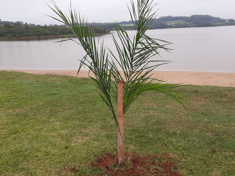 PREFEITURA REALIZA REPLANTIO E SUBSTITUIÇÃO DE ÁRVORES NA PRAINHA