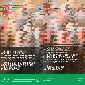 <p>ROQUE GONZALES CONQUISTA POSI&Ccedil;&Atilde;O DE DESTAQUE NO ABATE DE SU&Iacute;NOS NO RIO GRANDE DO SUL</p>