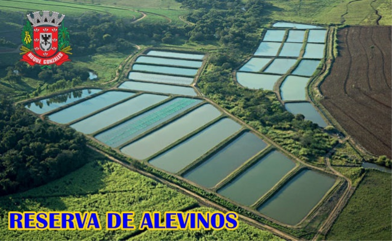 NOVA SAFRA DE RESERVA DE ALEVINOS