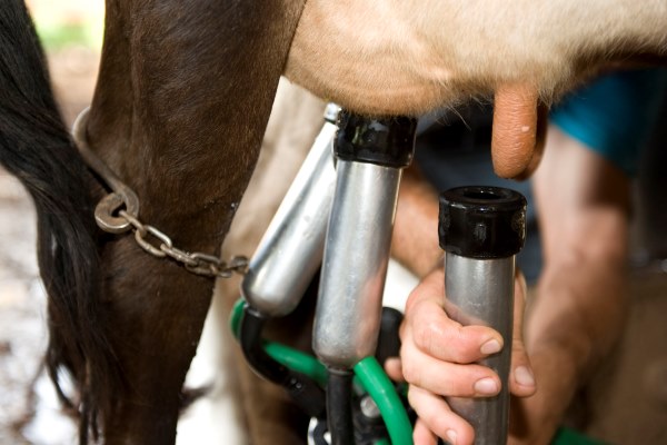 Prefeito Municipal Prestigia a Festa do Leite.