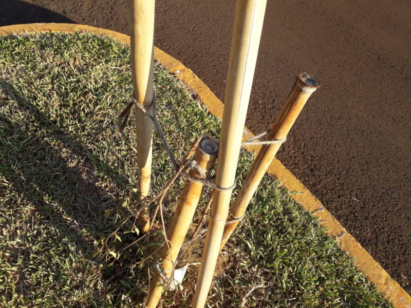 ÁRVORES PLANTADAS NA AVENIDA PIRAPÓ SÃO ALVO DE 