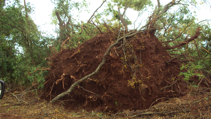 TEMPORAL PROVOCA ESTRAGO NO INTERIOR DO MUNICÍPIO 