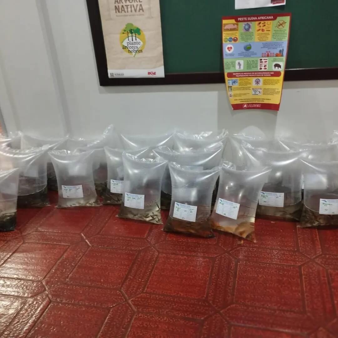 SECRETARIA DE AGRICULTURA REALIZOU ENTREGA DE ALEVINOS